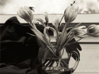 Tulips  Canham DLC 45; Tele-Xenar 5.5/240, Calumet Film Holder (6x7) CN 2, Bergger Pancro400