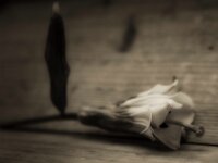 Lilie  PENTAX K-3 Mark III Monochrome, HD PENTAX - DA* 2.8/ 11-18 ED DC AW  - 13.01.2026 -