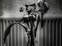 Verblühte Lilien  PENTAX K-3 Mark III Monochrome, HD PENTAX - DA* 2.8/16-50 ED PLM AW  - 20-02-2026 -