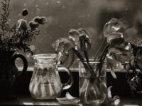 Verblüht  Pentax 67 II, SMC Pentax 4.0/200, KODAK TX400@200  - 12.03.2026 -