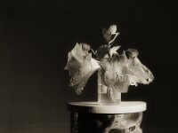 Ritterstern I  Pentax 67II, Super-Multi-Coated TAKUMAR/6x7 2.8/150, KODAK TRI-X 400  - 27.12.2025 -