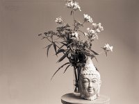 Buddha und Wiesenblumen  Canham DLC 45; Apo Sironar N 5.6/150; Kodak 320TXP/320 - 18.07.2012 -
