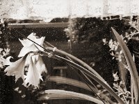 Amaryllis blüten im Verblühen  Yashica FR1; Planar 1.4/50; 400TX250