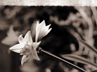 Amaryllisblüten blühen auf  Pentax 645N; 2.4/105(67er); 400TX/400