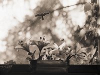 Lilien am Küchenfenster  Pentax 67II, 4.0/200, Adox CHS 100/64