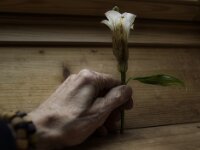 Lilie  Pentax K-1, HD PENTAX - D FA 2.8/24-70 ED SDM WR  - 13.01.2026 -