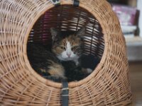 Grey im Korb  Pentax K-1, HD PENTAX - D FA* 2.8/70-200 ED DC AW  - 07.02.2026 -