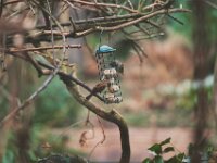 Spatzen vor dem Fenster  Pentax K-1, HD PENTAX - D FA* 2.8/70-200 ED DC AW  - 07.02.2026 -