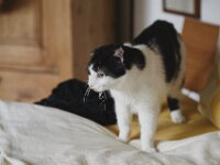 Harlekin  Pentax K-1, HD PENTAX - D FA* 2.8/70-200 ED DC AW  - 07.02.2026 -