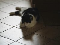 Dösen auf dem Küchenboden  Pentax K-1, HD PENTAX - D FA* 2.8/70-200 ED DC AW  - 07.02.2026 -