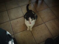 Harlekin  Pentax K-1, HD PENTAX - D FA 2.8/24-70 ED SDM WR   - 03.03.2026 -