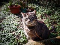 Struppi  Pentax K-1, HD PENTAX - D FA 2.8/24-70 ED SDM WR   - 03.03.2026 -