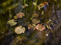 Seerosenblätter  Pentax K-1, HD PENTAX - D FA 2.8/24-70 ED SDM WR   - 21.03.2026 -