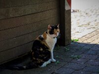 Lilly am Baumcontainer  Pentax K-1, HD PENTAX - D FA 2.8/24-70 ED SDM WR    - 02.08.2026 -