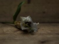 Lilie II  PENTAX K-1, HD PENTAX - D FA 2.8/24-70 ED SDM WR  - 13.02.3036 -