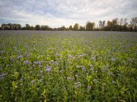 Blüten Herbst  iPhone 17 Pro Max   - 31.10.2025 -