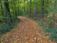 Waldweg in die  Hees  iPhone 17 Pro Max   - 31.10.2025 -