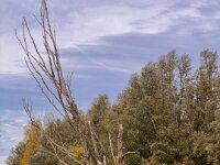 Tote Schräglage  iPhone 17 Pro Max   - 31.10.2025 -