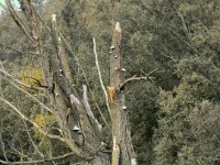 Endzeit  iPhone 17 Pro Max   - 31.10.2025 -