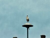 Storch der hier überwintert  iPhone 17 Pro Max   - 31.10.2025 -