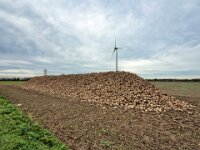 Rübenernte  iPhone 17 Pro Max   - 31.10.2025 -