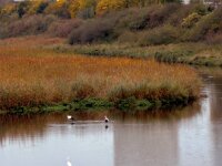 Reiher und Störche  iPhone 17 Pro Max  -29.10.2025 -