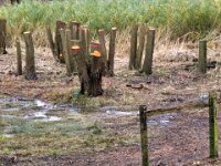 Pflege oder Abholzung  iPhone 17 Pro Max  -29.10.2025 -