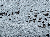 Wildenten,  Kleiner See hinterm Deich  iPhone 17 Pro Max  -29.10.2025 -