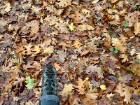 Das Laub raschelt  iPhone 17 Pro Max  -29.10.2025 -