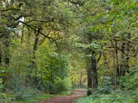 Waldweg  iPhone 17 Pro Max  -29.10.2025 -