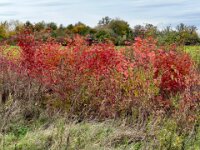 Farbspiele  iPhone 17 Pro Max  -29.10.2025 -