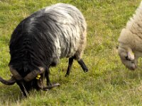 Schafspaar  iPhone 17 Pro Max   - 09.11.2025 -