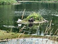 Wald, Wasser, Brücke 17.06.2026