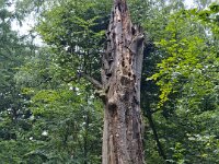 Meine alte Buche stirbt  iPhone 17 Pro Max   - 17.06.2026 - : Buche, Testerberge