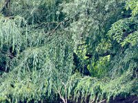 Kormoran im Park  iPhone 17 Pro Max   - 17.06.2026 - : Teich, Schwelgernpark, Marxloh, Kormoran
