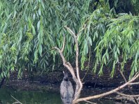 Ruhe  iPhone 17 Pro Max   - 17.06.2026 - : Teich, Schwelgernpark, Marxloh, Kormoran