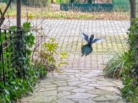 Abflug der Elster  iPhone 13 Pro Max  - 25.02.2025 -