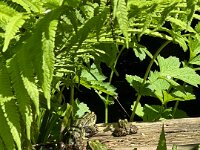 Teichfrösche am Gartenteich  iPhone 13 Pro Max  - 01.05.2025 -