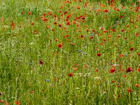 Wiese  iPhone 13 Pro Max  - 20.05.2025 -