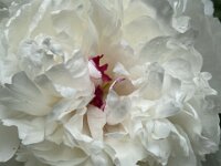 Blüte Päonie  iPhone 13 Pro Max  - 20.05.2025 -