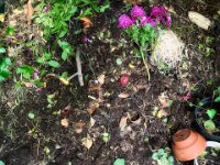 Kompost Stillleben  iPhone 13 Pro Max  - 11.06.2025 -