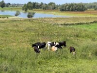 Rheinvorland  iPhone 13 Pro Max  - 11.06.2025 -