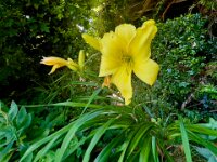 Taglilie im Garten  iPhone 13 Pro Max  - 30.06.2025 -