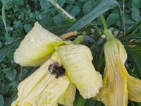 Kleine Hummel  iPhone 13 Pro Max  - 07.07.2025 -