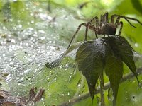 Untermieterin am Fenster  iPhone 13 Pro Max  - 02.08.2025 -