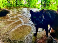 Kater Struppi und schwarzer Gastkater  iPhone 13 Pro Max  - 02.08.2025 -