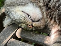 Struppi schläft auf der Gartenbank  iPhone 13 Pro Max  - 09.08.2025 -