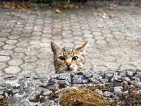 Mito  iPhone 13 Pro Max  - 27.08.2025 -