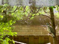 Ringeltaube  iPhone 13 Pro Max  - 28.08.2025 -