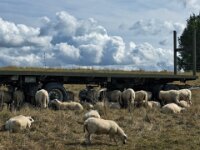 Am Rheindeich  iPhone 13 Pro Max  - 04.09.2025 -